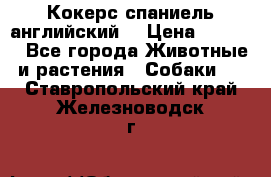 Кокерс спаниель английский  › Цена ­ 4 500 - Все города Животные и растения » Собаки   . Ставропольский край,Железноводск г.